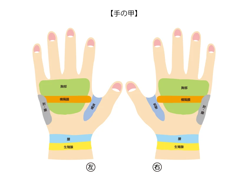 反射区表【手の甲】