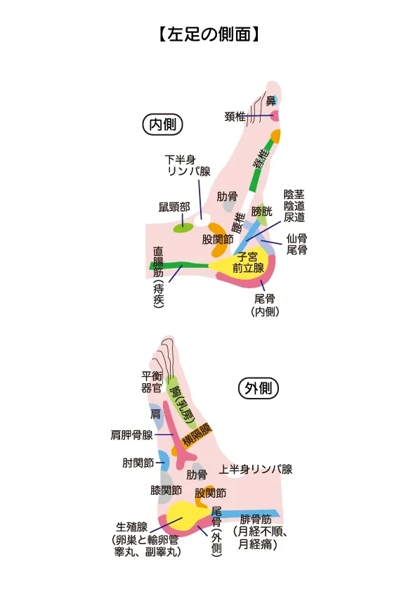 反射区表【左足の側面】