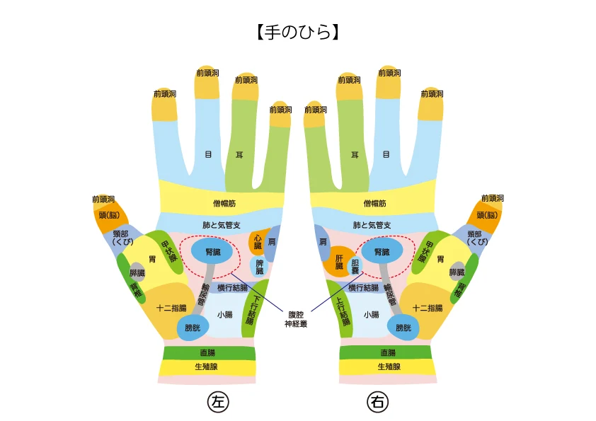 反射区表【手のひら】