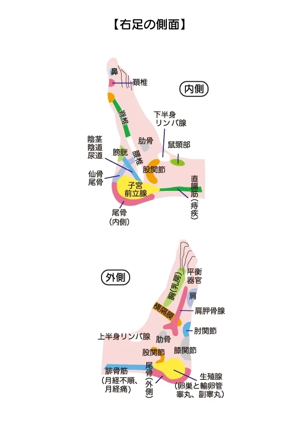 反射区表【右足の側面】