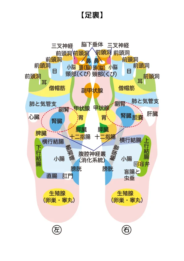 反射区表【足裏】